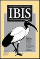 The Ibis.