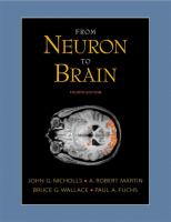 From neuron to brain /
